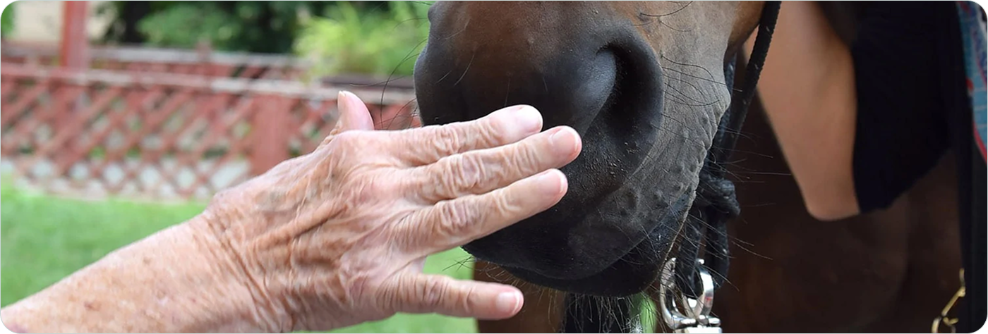 Hand stroking horse head